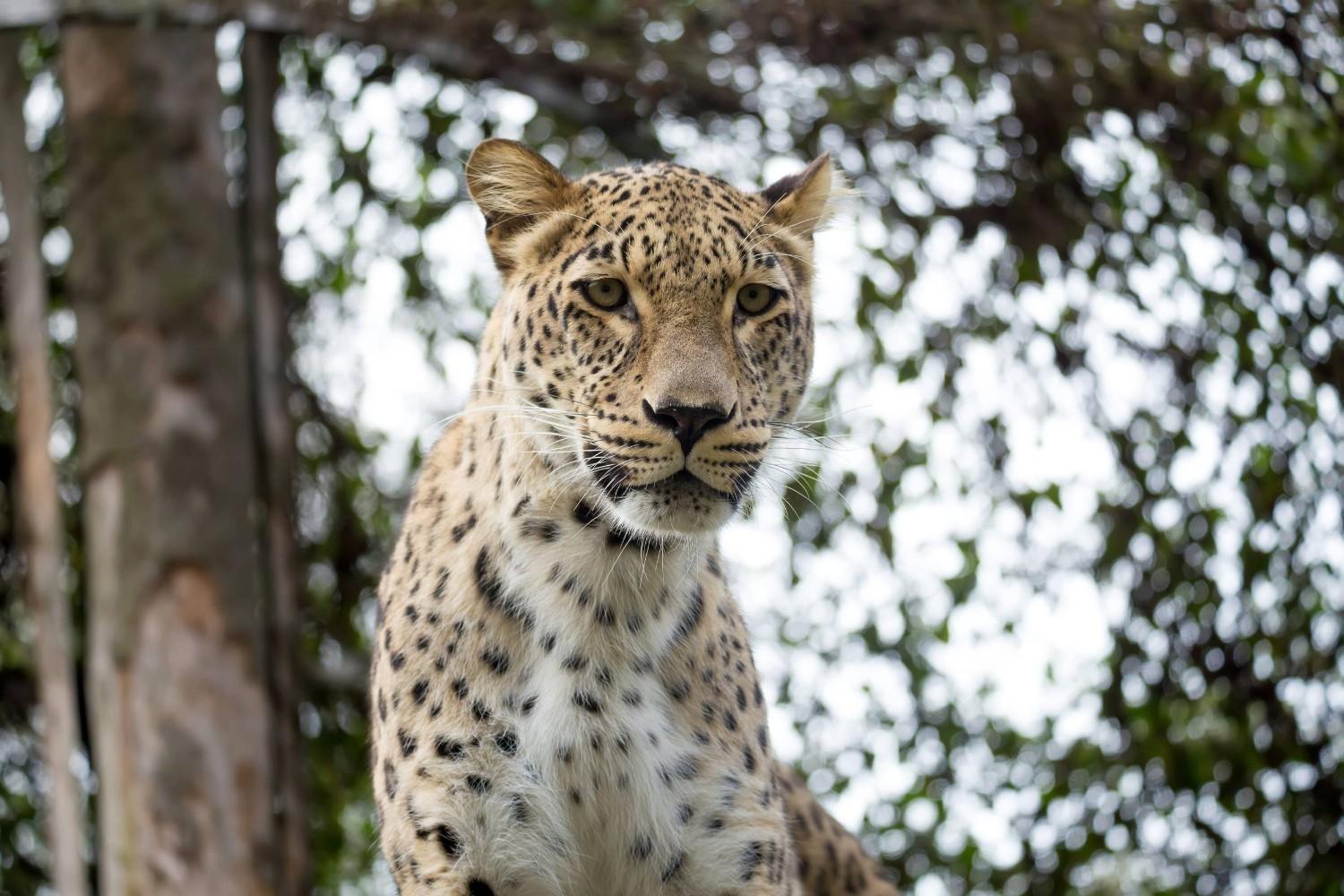 A Caucasian Leopard Looking At The Camera