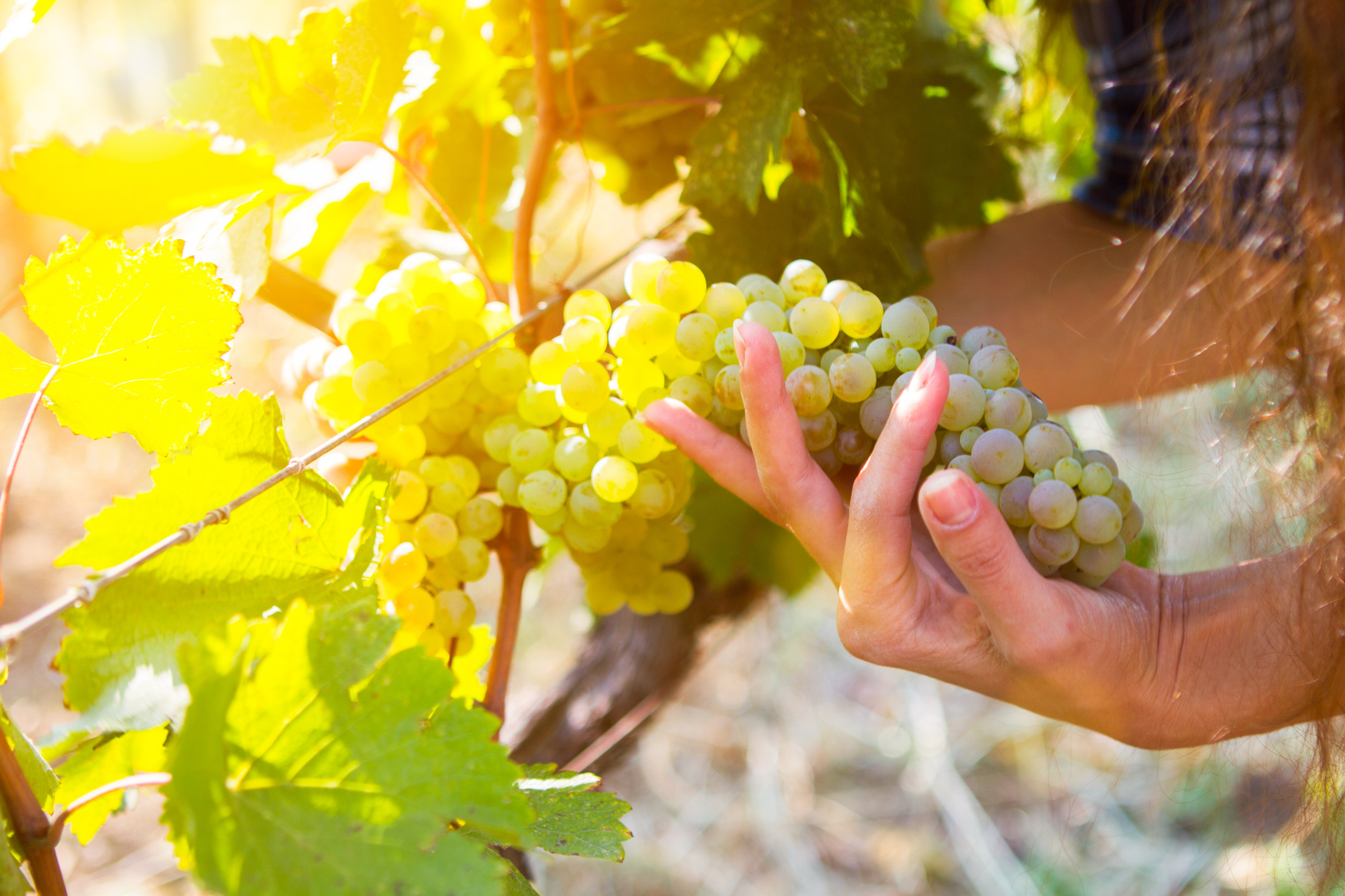 Vineyard in the Kakheti region, Georgia