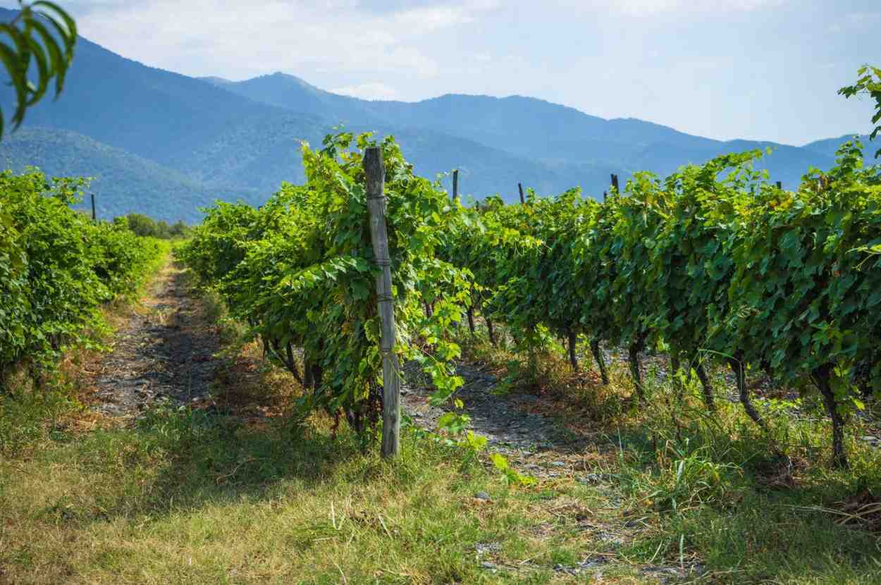 Vineyard Located In Georgia