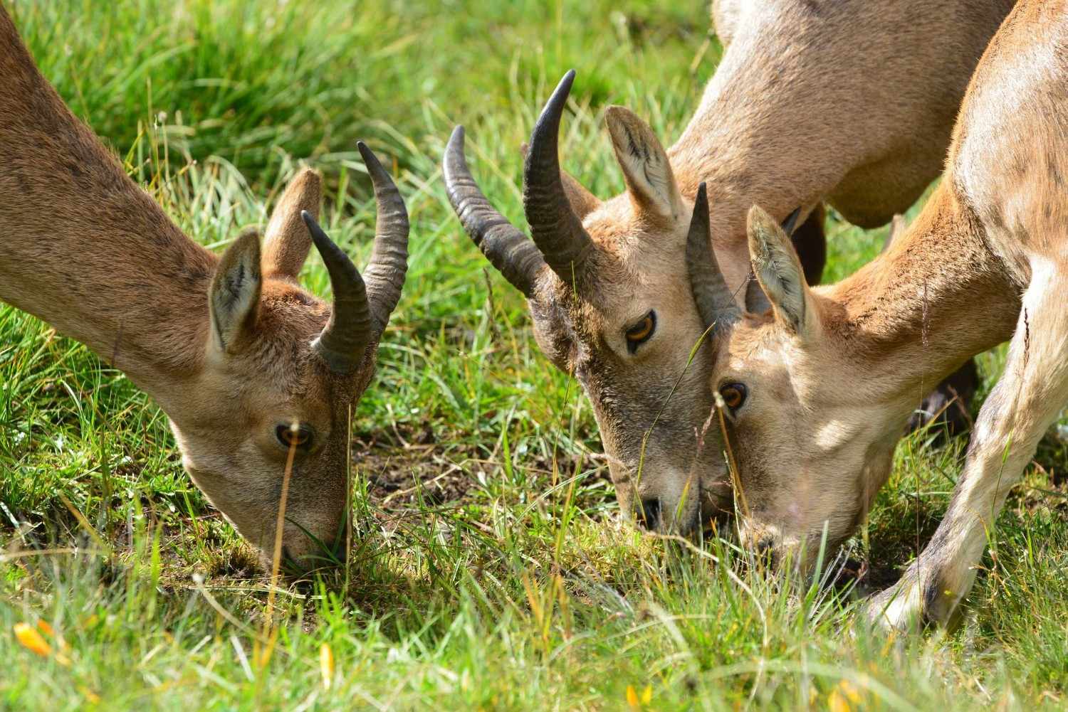 West Caucasian Turs Grazing On Grass